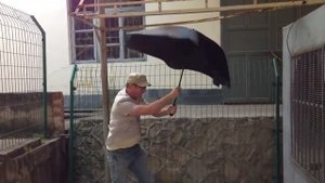 Blunt - лучшие в мире зонты