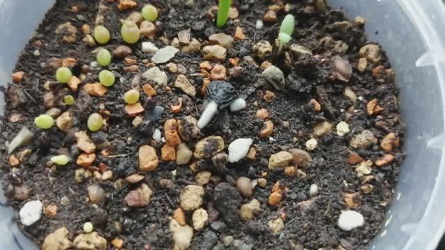 Кактусы и суккуленты из семян: день 11. Проклюнулась самая большая семечка! смотреть онлайн