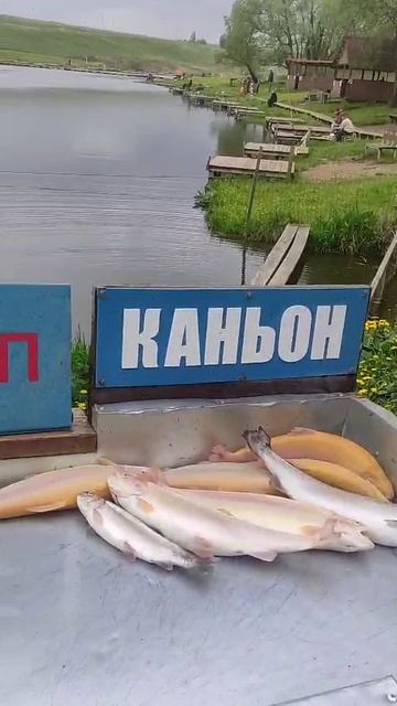 Каньон рыбалка на форель.
