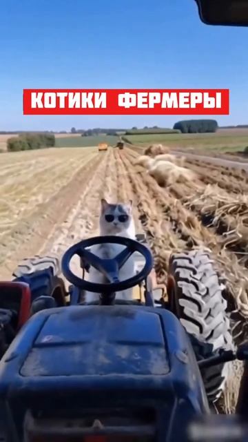 Суровые работники села))) #2024 #мтз #село смотреть онлайн