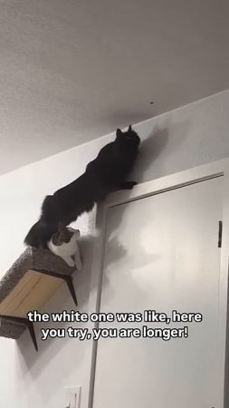 Two cats #catreaction #funny #catvideos #pets #shaababies #cute #catcomedy #cat