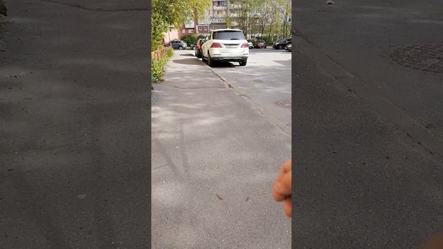 Природа Невского района в мае, все цветет и благоухает, дворы Товарищеского проспекта