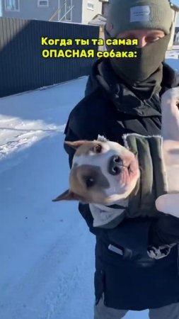 Опасная собака стаффорд #амстафф #собака #суперсобака #americanbully #pitbull #стаффорд #puppy