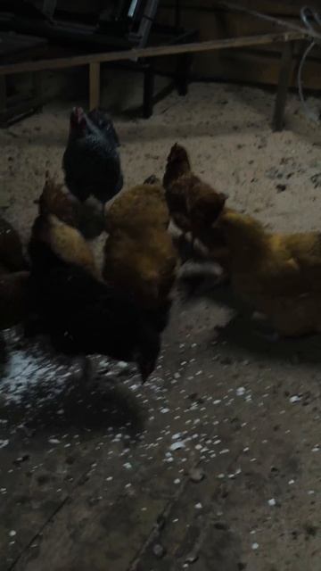 Обычный день на пилораме #доска #пилорама #стройка #пил смотреть онлайн