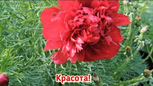 Дача 17 мая 2025 год