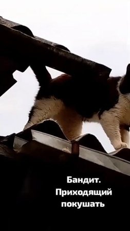 Приходящий столоваться мальчишка. Бандит ещё тот! Но домашним быть отказывается. Привык к воле .