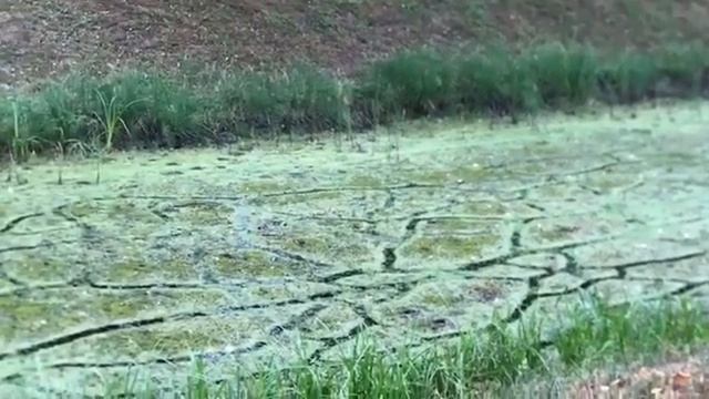 Пушкин лето 2022 смотреть онлайн