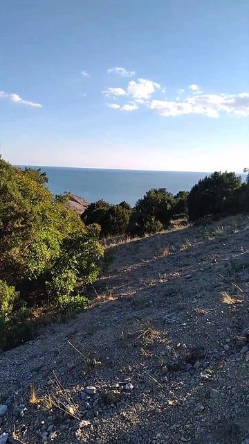 Красивые ветвистые хвойные деревья на вершине горы в ? смотреть онлайн