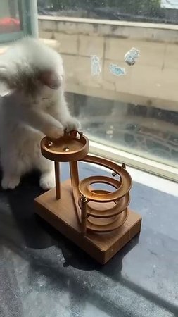 Believe it or not, he can play with cute pets for a day. Cat Unzip video