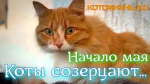 Начало мая. Коты созерцают...