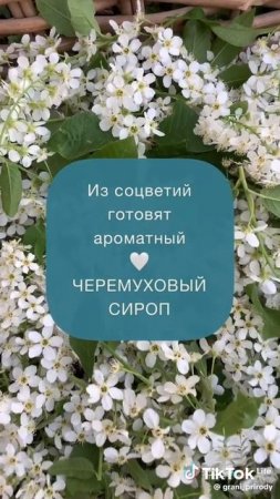 Зелёная здравница 6