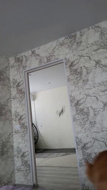 Идеальный луп?! 🙀 Perfect loop!? #cat смотреть онлайн