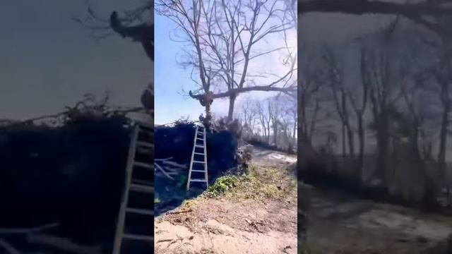 Срезать дерево Подборка