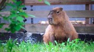 Капибара в уличном вольере, у которой в соседях гигантский муравьед и жители деревни Малые хрусты.