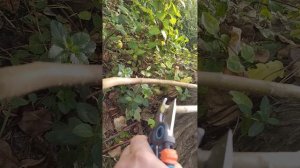 Сравнение секаторов Gardena ExpertCut/ Chikamasa