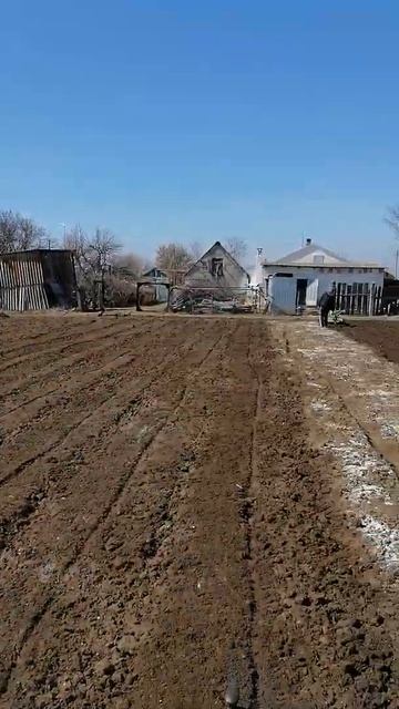 Мототрактор Ставрополец Т-18 работа фрезой смотреть онлайн