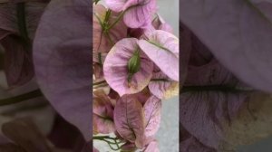 Бугенвиллия  формирует семена!