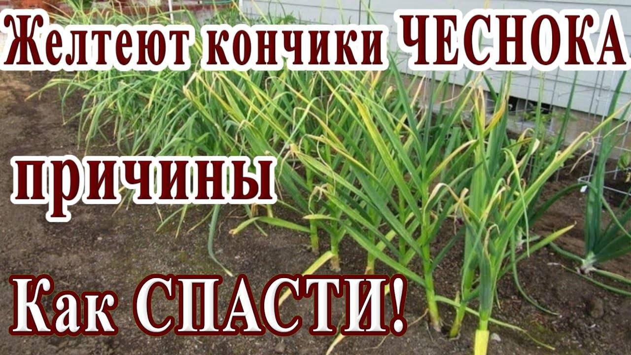 ЖЕЛТЕЕТ ЧЕСНОК | ПРИЧИНЫ 🧄 ПРОСТОЕ СРЕДСТВО ОТ ЖЁЛТЫХ КОНЧИКОВ!