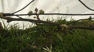 Помогло ли УКРЫТИЕ ВИНОГРАДНИКА СПАНБОНДОМ от морозо?