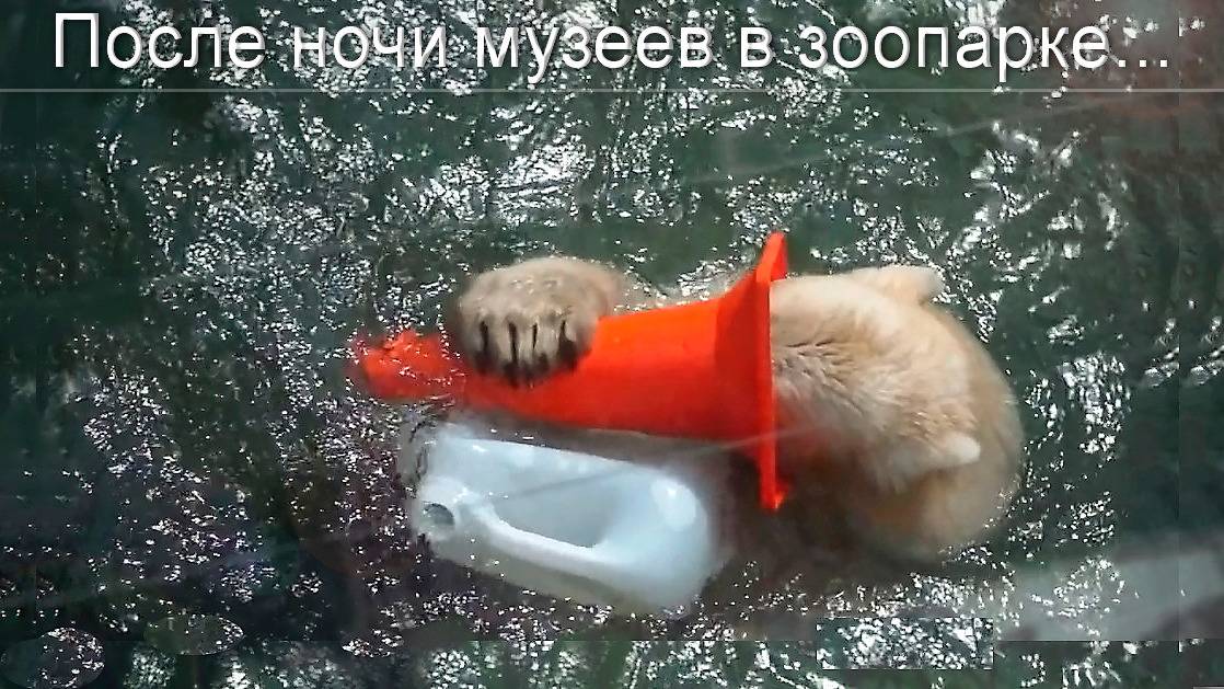 Для медвежат Белки и Стрелки ночь музеев прошла успешно. В бассейне  плавают четыре новые канистры.
