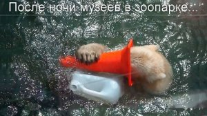 Для медвежат Белки и Стрелки ночь музеев прошла успешно. В бассейне  плавают четыре новые канистры.