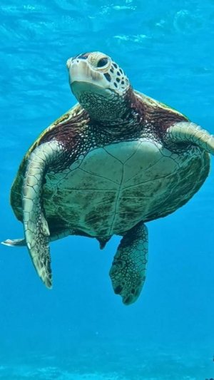 Как Морская Черепаха находит дорогу?