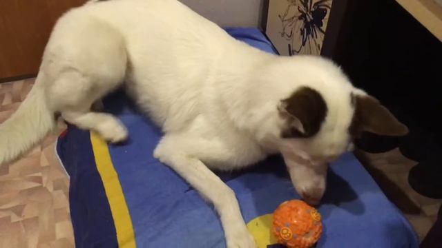 У Балто новый супер мяч смотреть онлайн