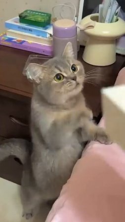 Meow_ Mom, hurry up and feed the baby #cute #cat