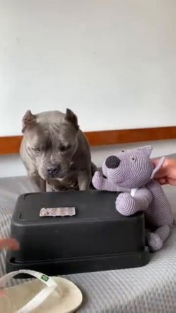 Como Dar Medicamento para seu cão Vou ensinar vocês #americanbully #maoriblue