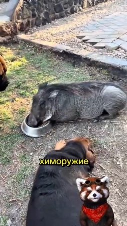 Тимон и Пумба существуют 🤣
