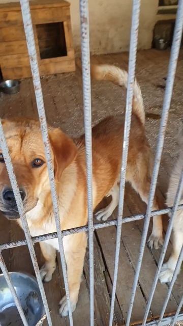 Сима в своём приютском уголке. Приют для животных Сири смотреть онлайн