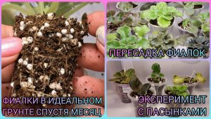 Идеальный грунт - спустя месяц! Пересадка фиалок. Эксперимент с пасынками.