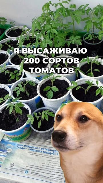 200 сортов томатов и 1 подоконник смотреть онлайн