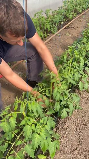Пасынкую и накручиваю растения #парадайз #марьянская # смотреть онлайн