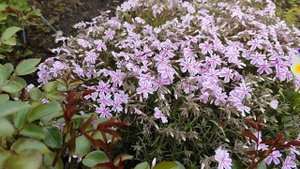 Цветёт шиловидный флокс.