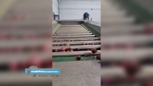 Калибровка / сортировка лука / ООО "Кубаньпищепром"