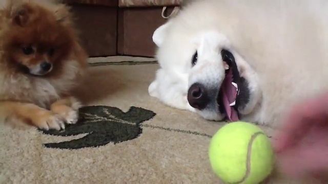 Ленивый Самоед VS Шпиц смотреть онлайн