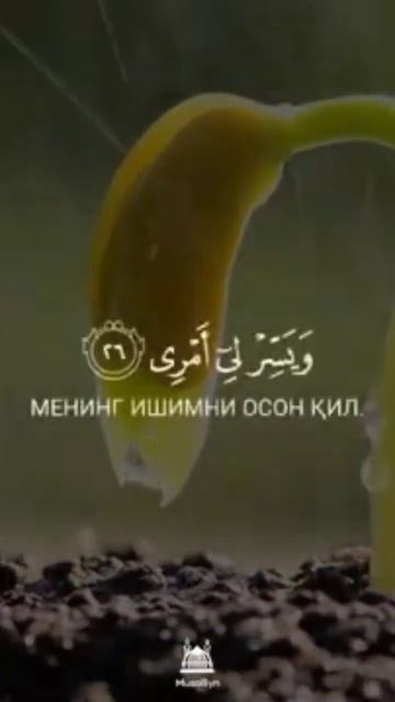 Мусо а с.мни дуоси роббиш рохли