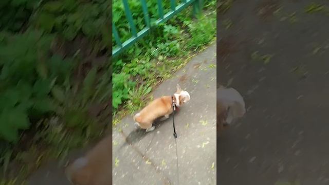 Сеня нагулялся вчера, потом храпел как динозавр😁