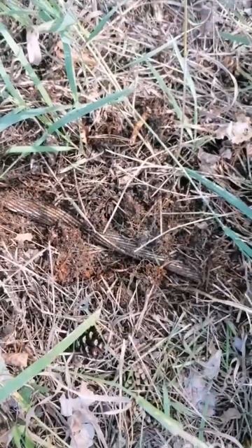 Наткнулся на ЖИЛУ с md4030 pro смотреть онлайн