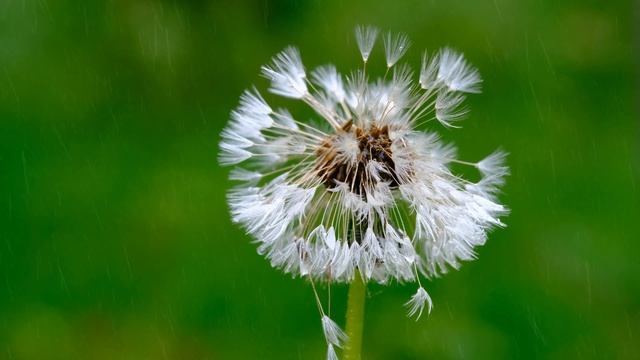 И грянул гром (песня про дождь) смотреть онлайн