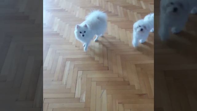 Белый шпиц и мальтезы. Лучшая собака для дома. смотреть онлайн