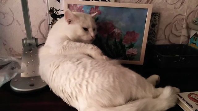 Кот Снежок умывается смотреть онлайн