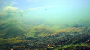 Эти звуки и леса спасут вас от серых будней - Kiss the Sky -- Scott Holmes Music -- Happy Background