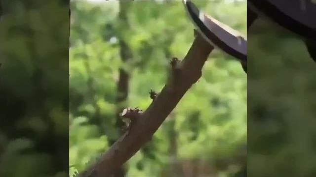 Профессиональные Титановые Обходные Секаторы с рынка смотреть онлайн