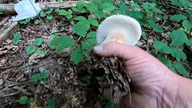 Гриби Білі в Карпатах смотреть онлайн