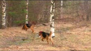 РУССКАЯ ГОНЧАЯ ЛАЙМА 8 месяцев ОТГОЛОСИЛАСЬ.#охотасгончей#собака #животные #топ #hunting