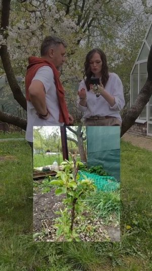 Что делать, если дерево замерзло!