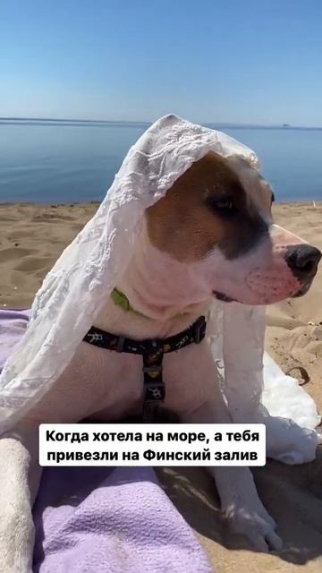 Амстафф защита от ожогов #shorts #staff #amstaff