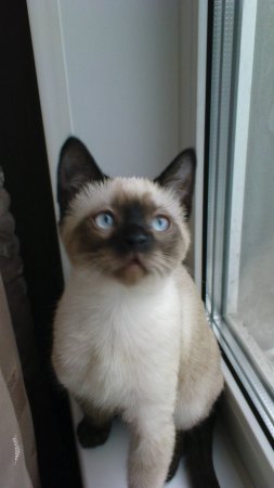 Мой кот